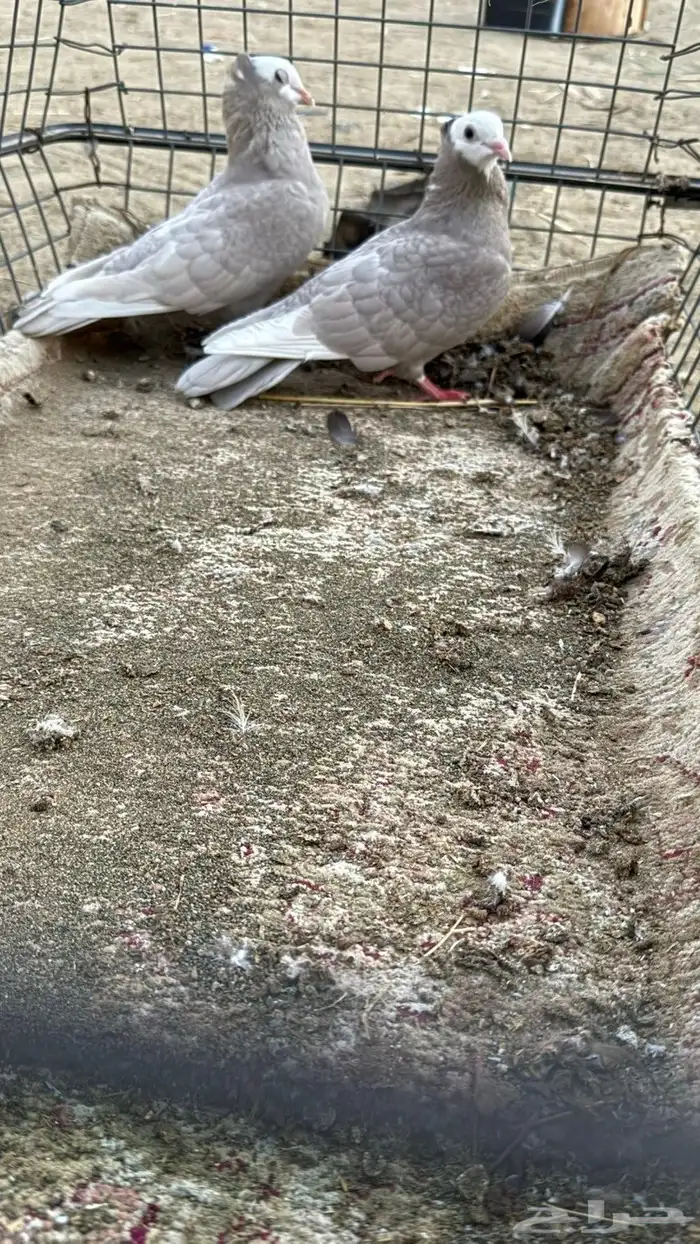 حمام 34