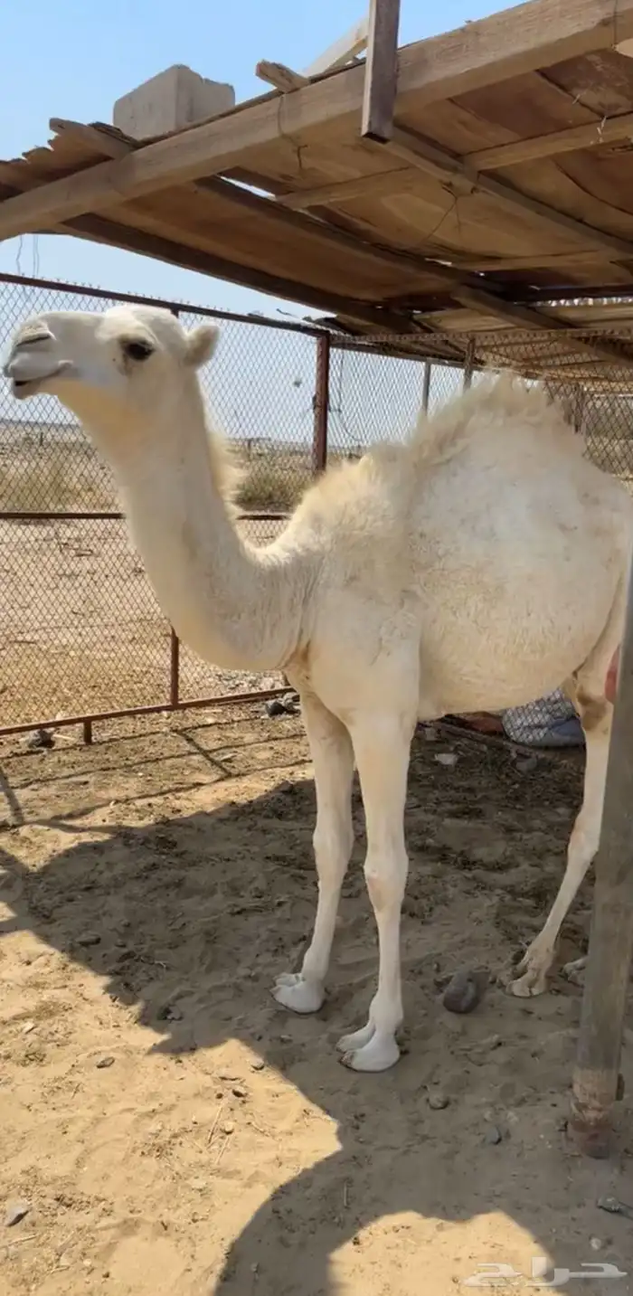 بكرة لبانية للبيع 0