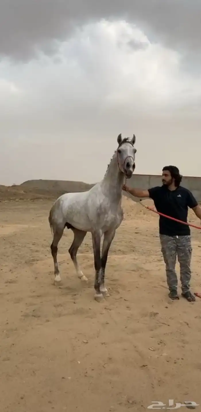 حصان كفو وحار العمر 3سنه و7شهور ولا يجي إل الصامل ولا بدل 3