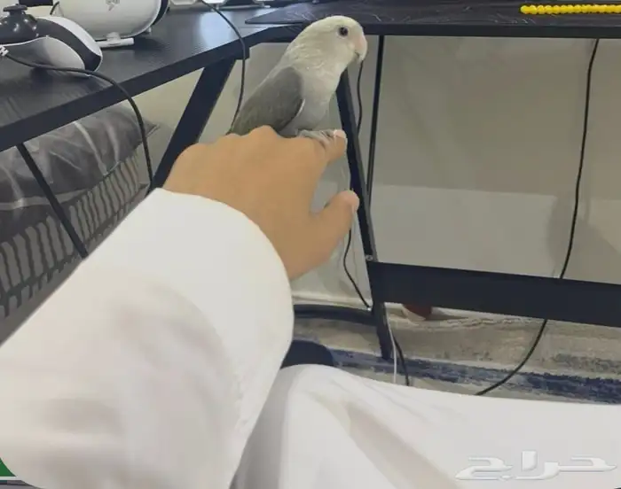 ببغاء روز اللون طفره 1