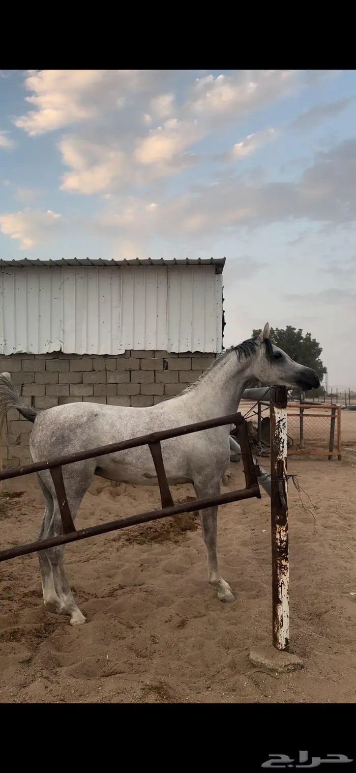 مهره مكس جمال 1