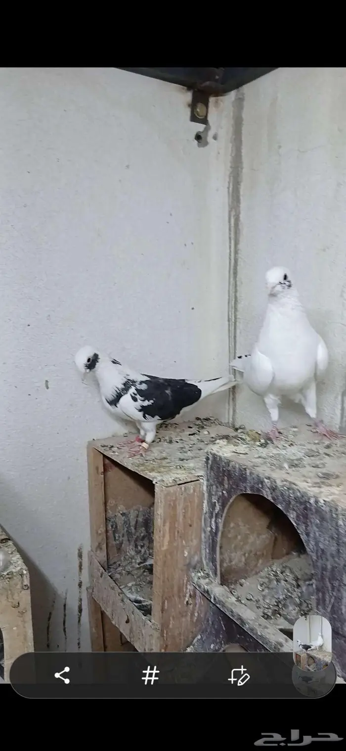 قطايف جوز معاريف ( تم البيع ) 0