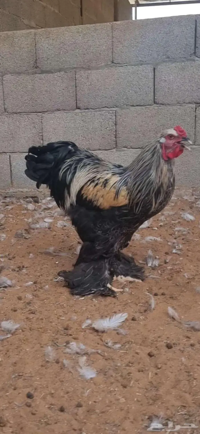 ديوك براهما 1
