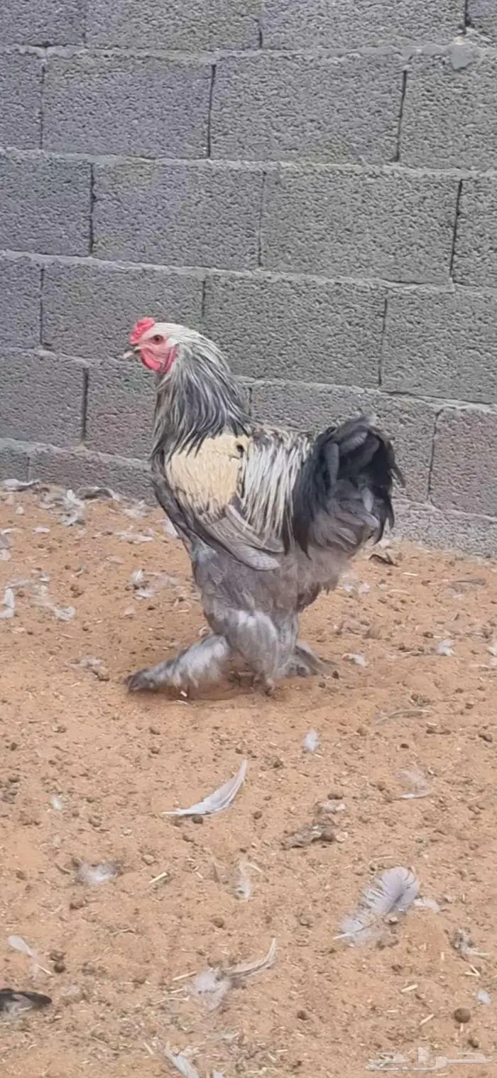 ديوك براهما 4