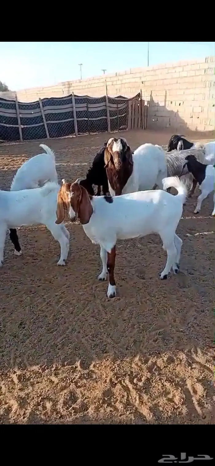 للبيع تأسيس مراح جفار هجين بورقوت 2