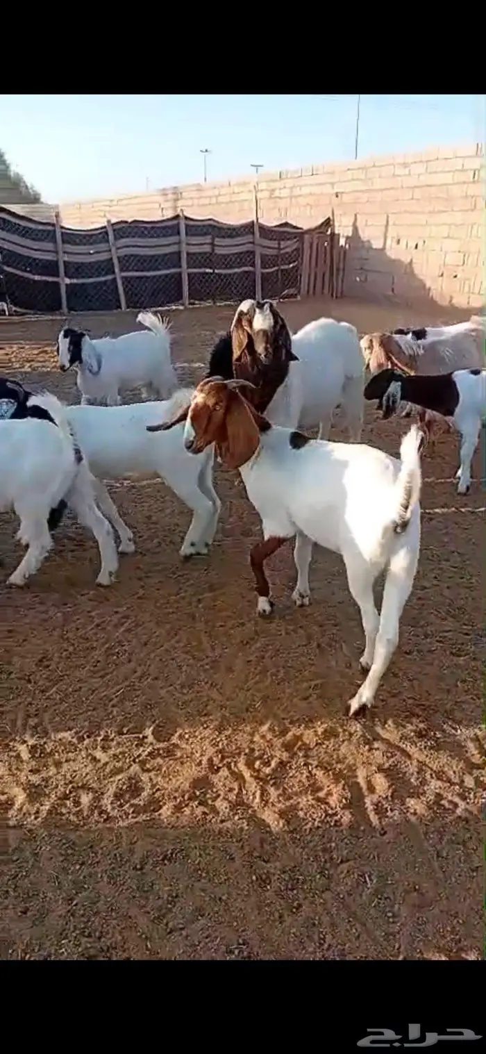 للبيع تأسيس مراح جفار هجين بورقوت 3