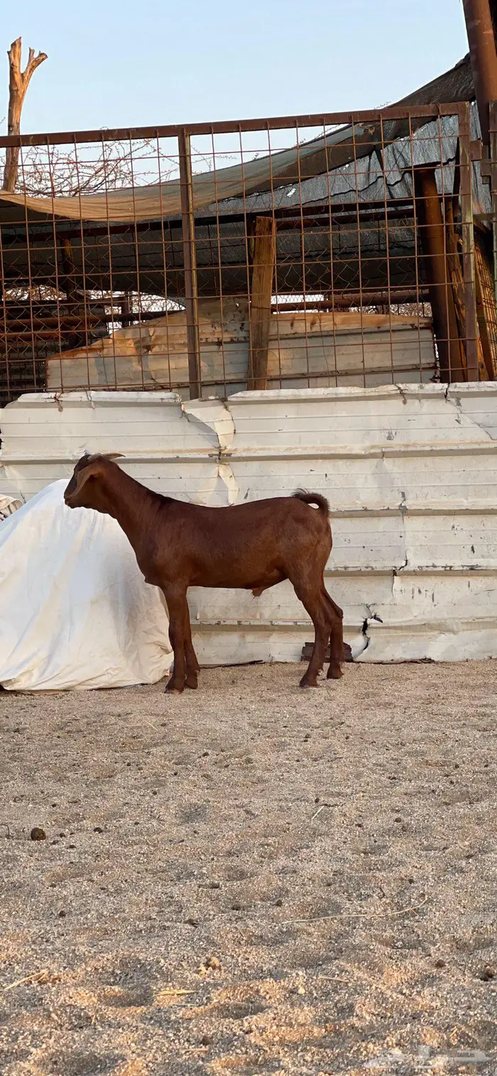 مشاريع فحول عيال كلهاري فواخر فرصه للقناي 3