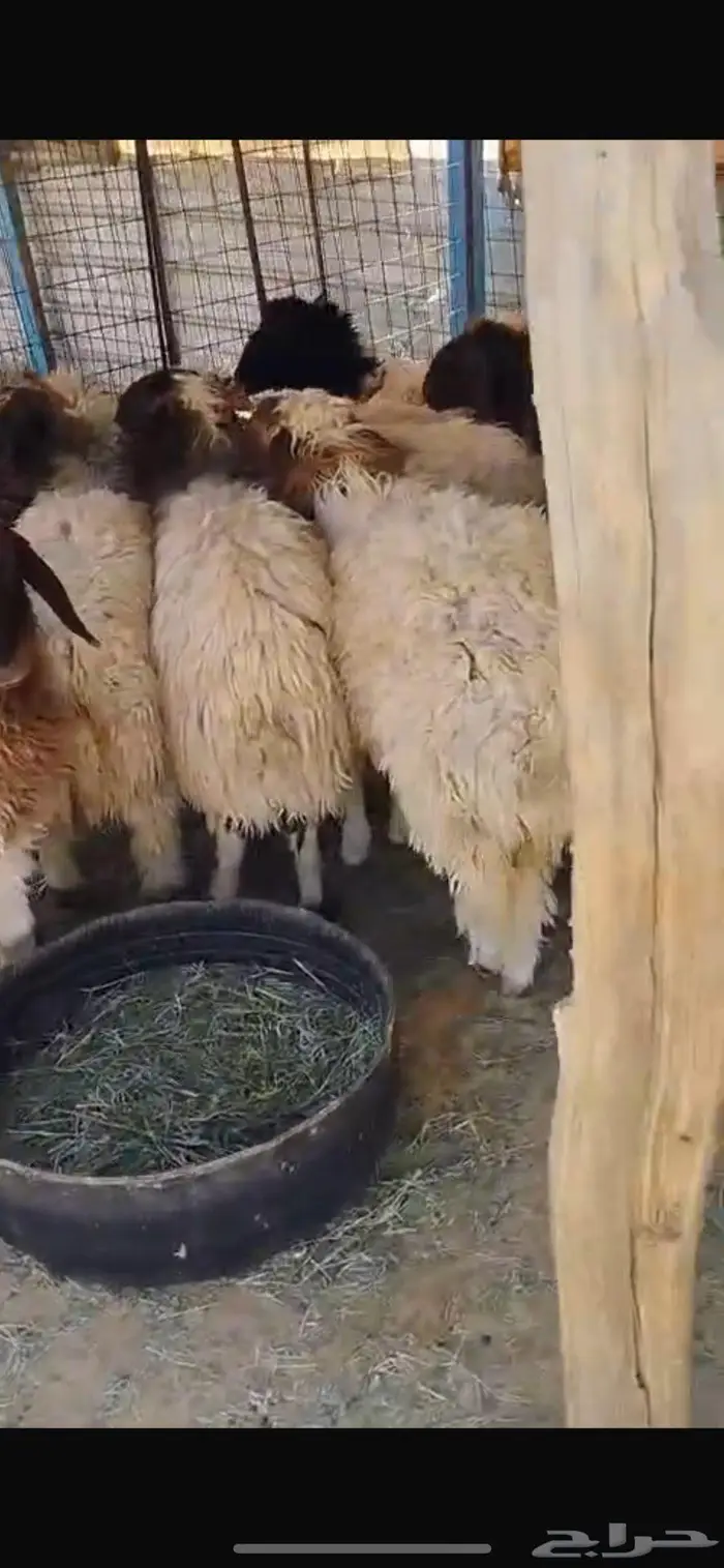 جذعات نعيم للبيع 0