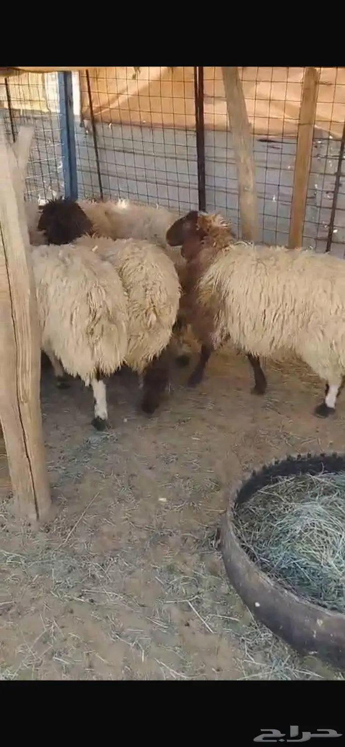 جذعات نعيم للبيع 1