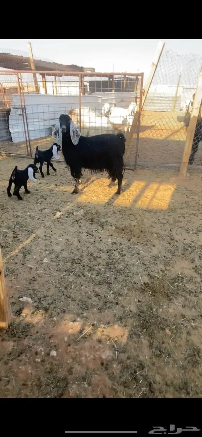 عارضيه معها توم 0