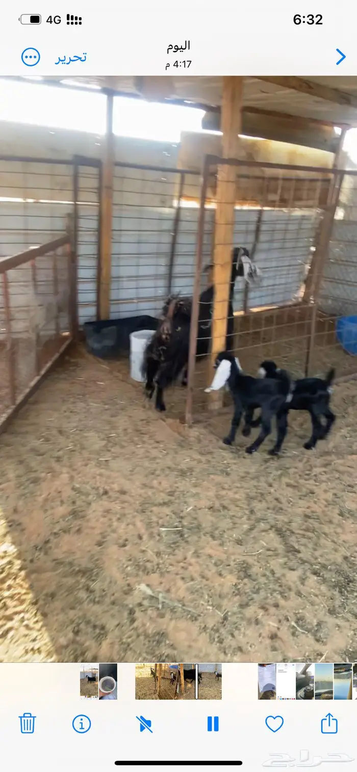 عارضيه معها توم 1