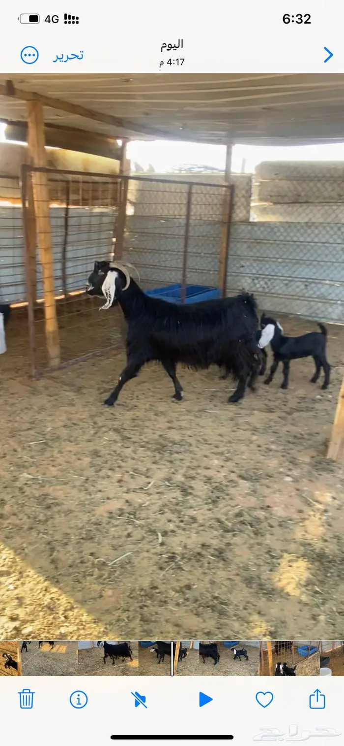 عارضيه معها توم 2