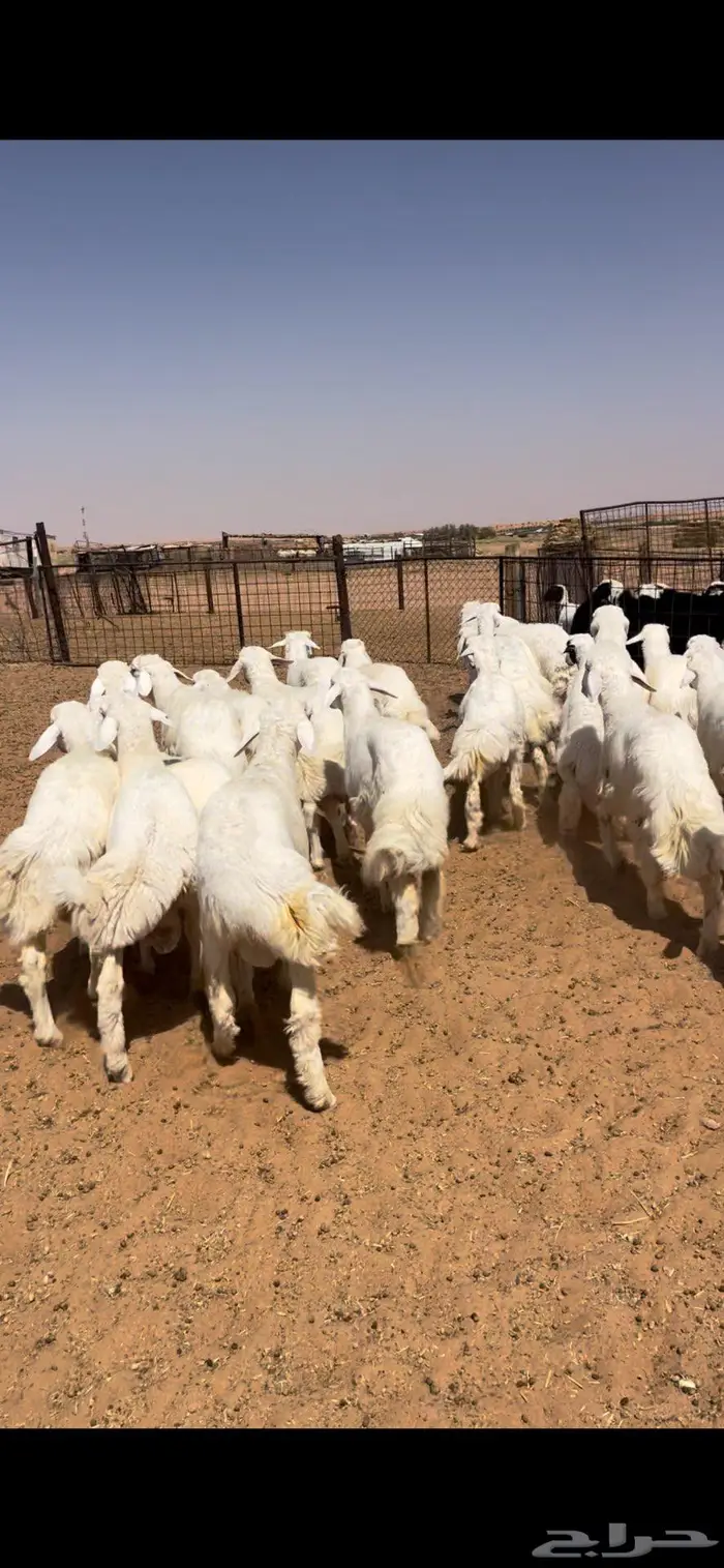 خرفان حريات طيبه 0