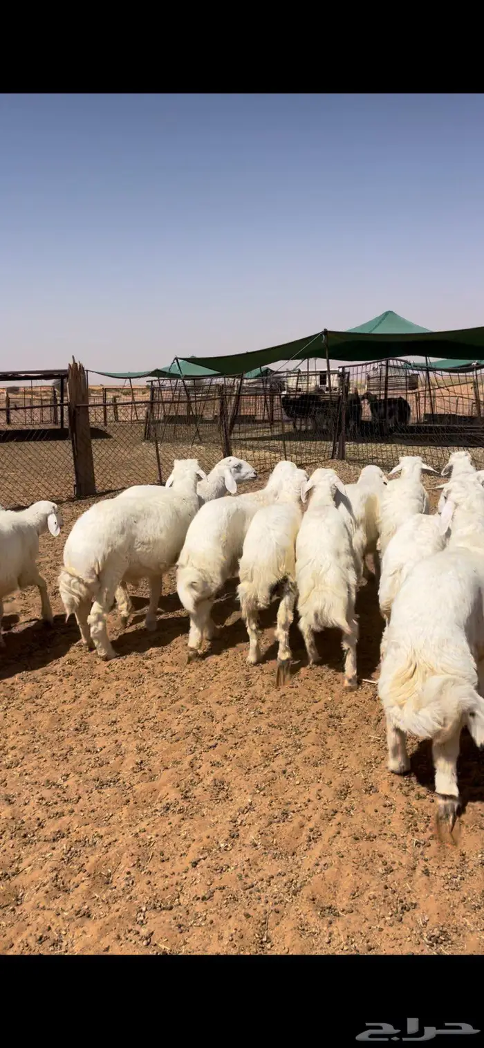 خرفان حريات طيبه 2