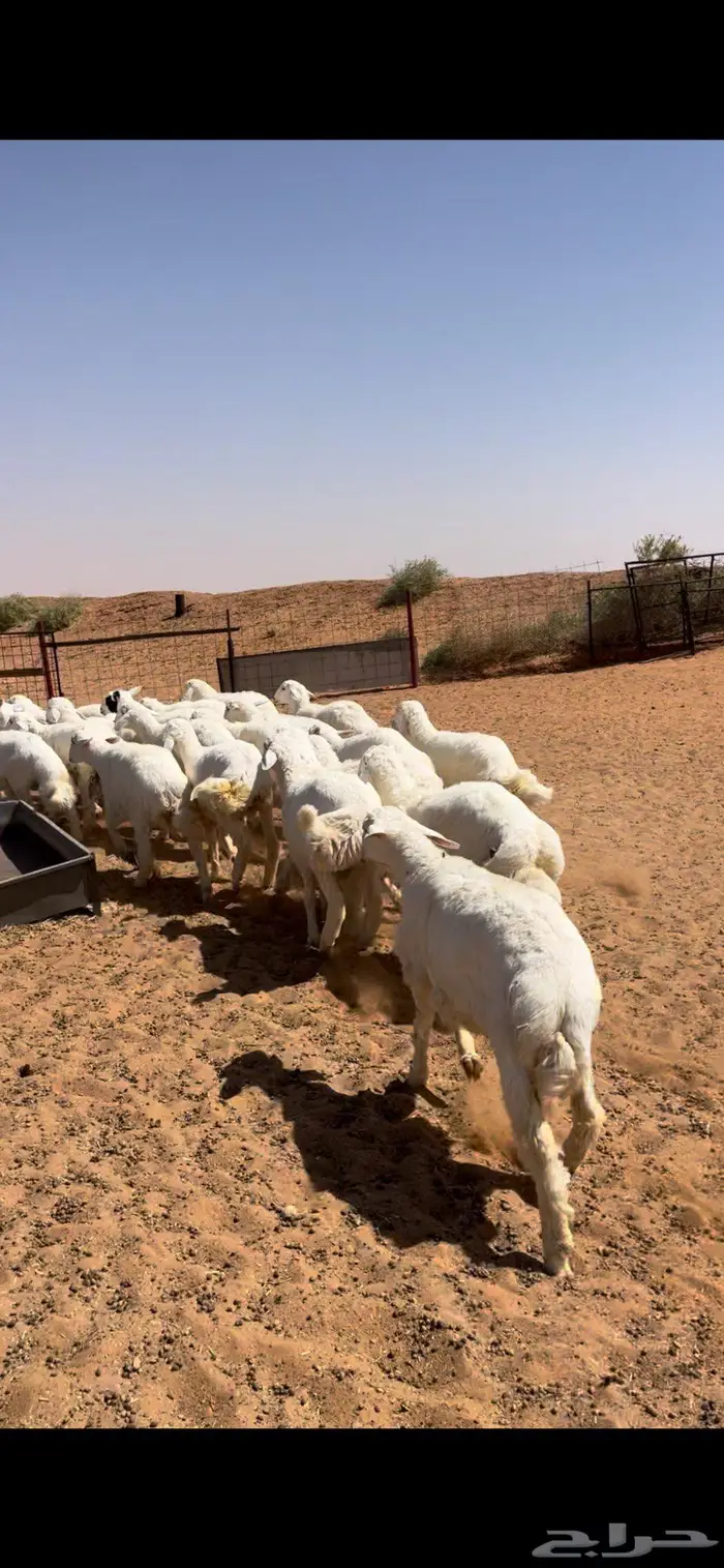 خرفان حريات طيبه 1