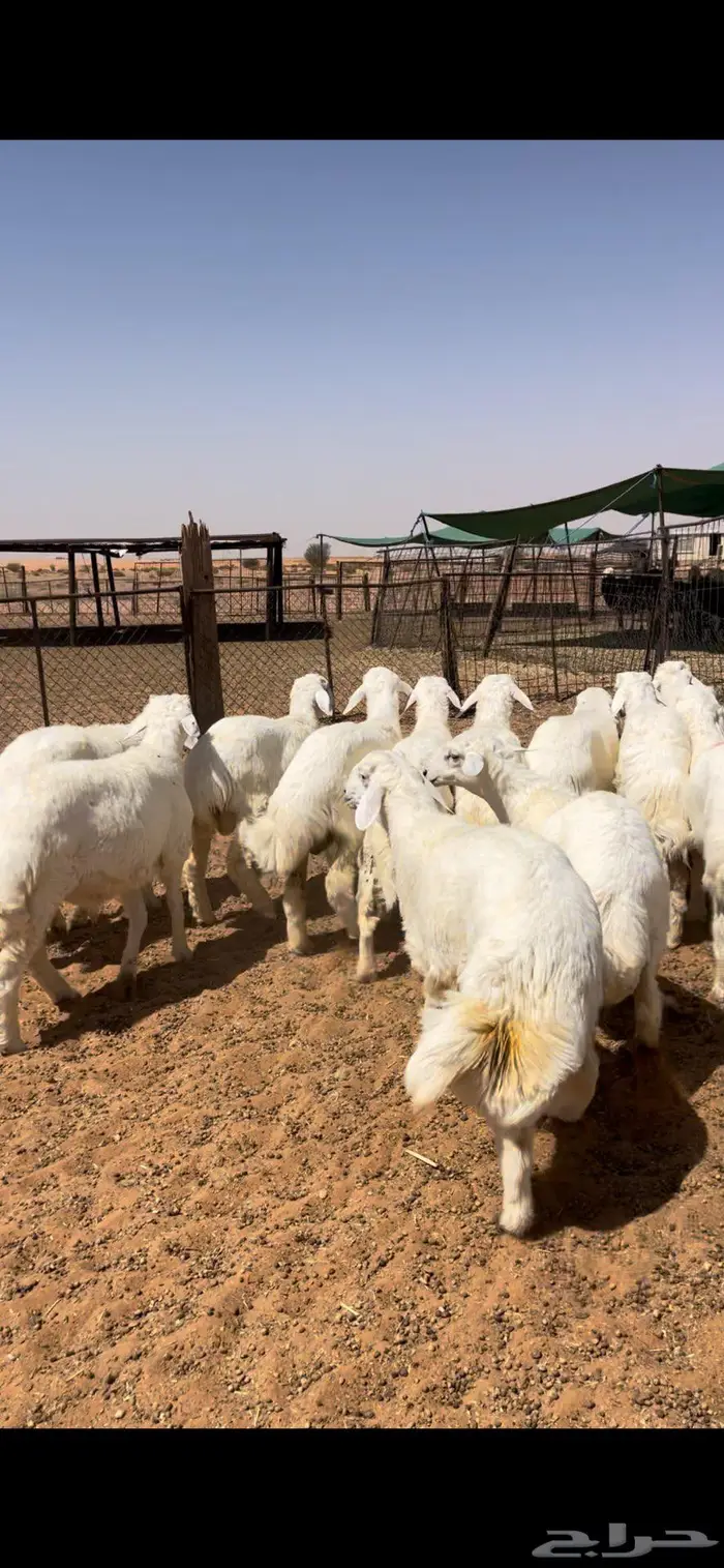 خرفان حريات طيبه 3