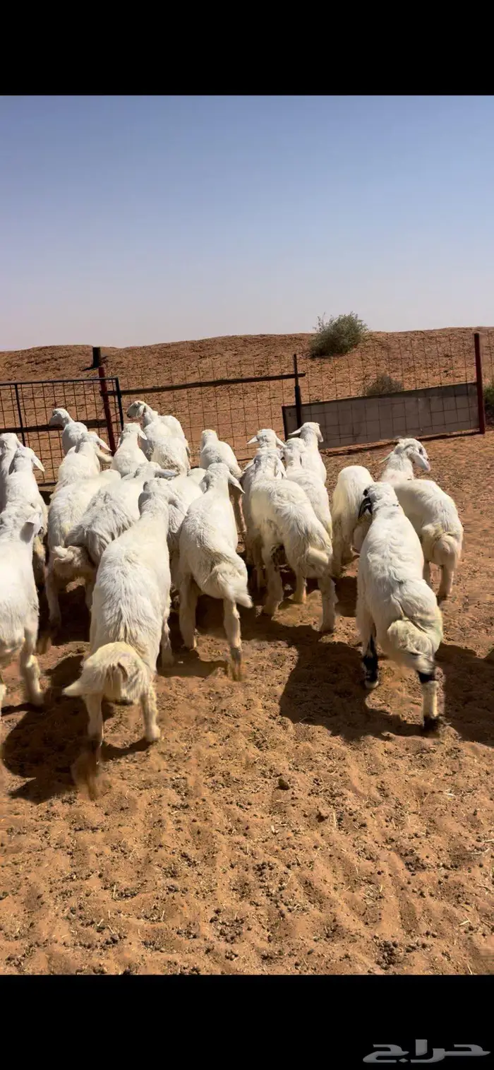 خرفان حريات طيبه 6