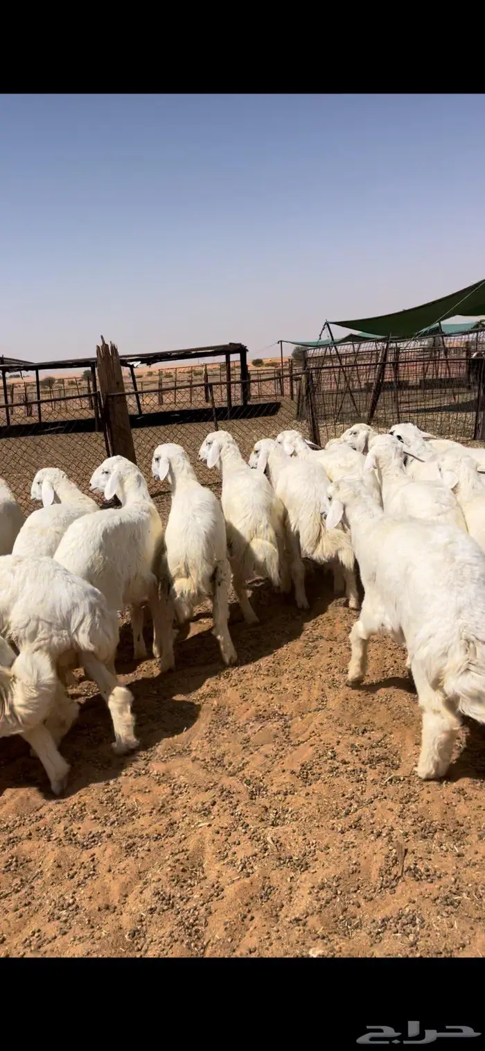 خرفان حريات طيبه 4