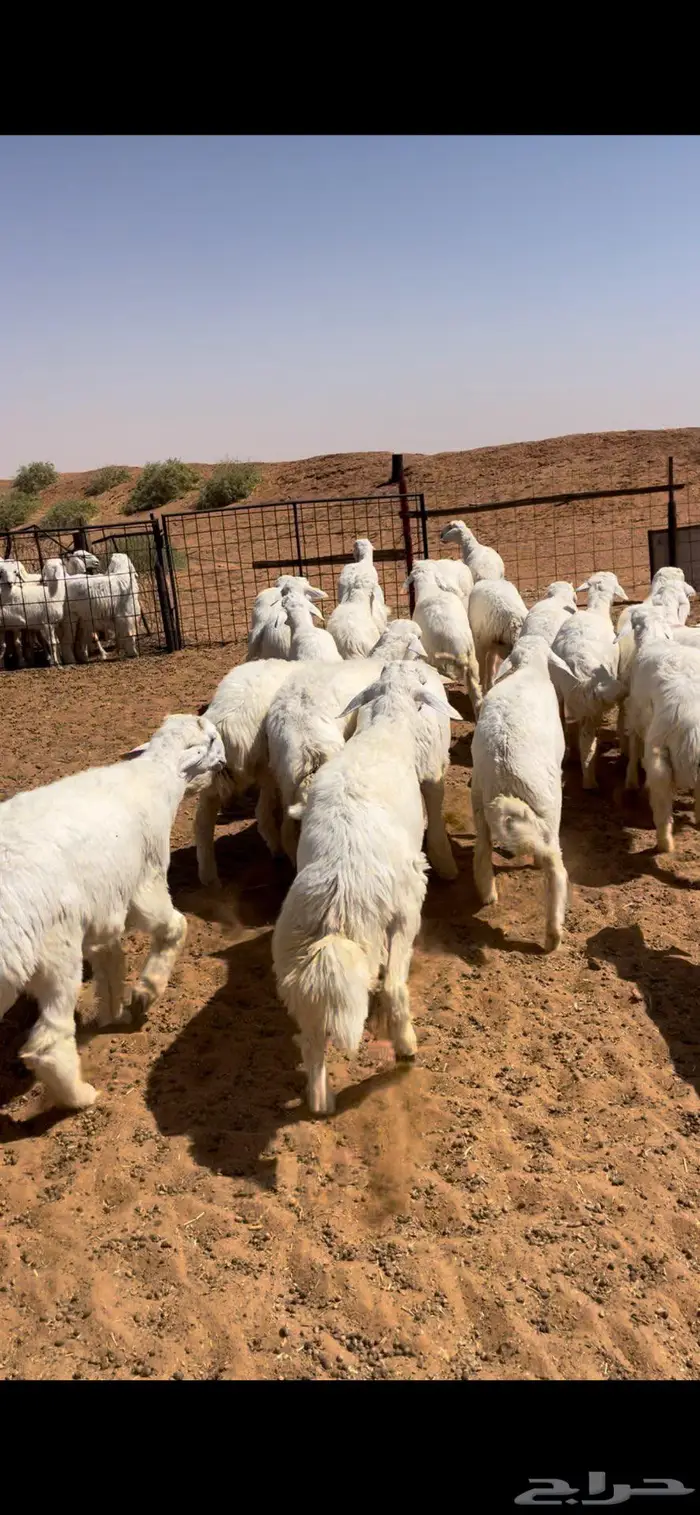 خرفان حريات طيبه 7