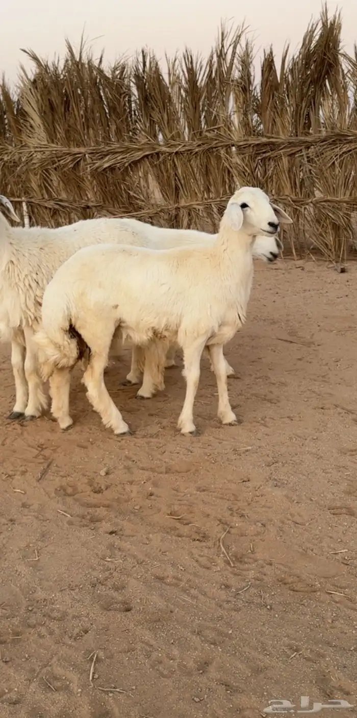 رخال صنف ومعرفات 3