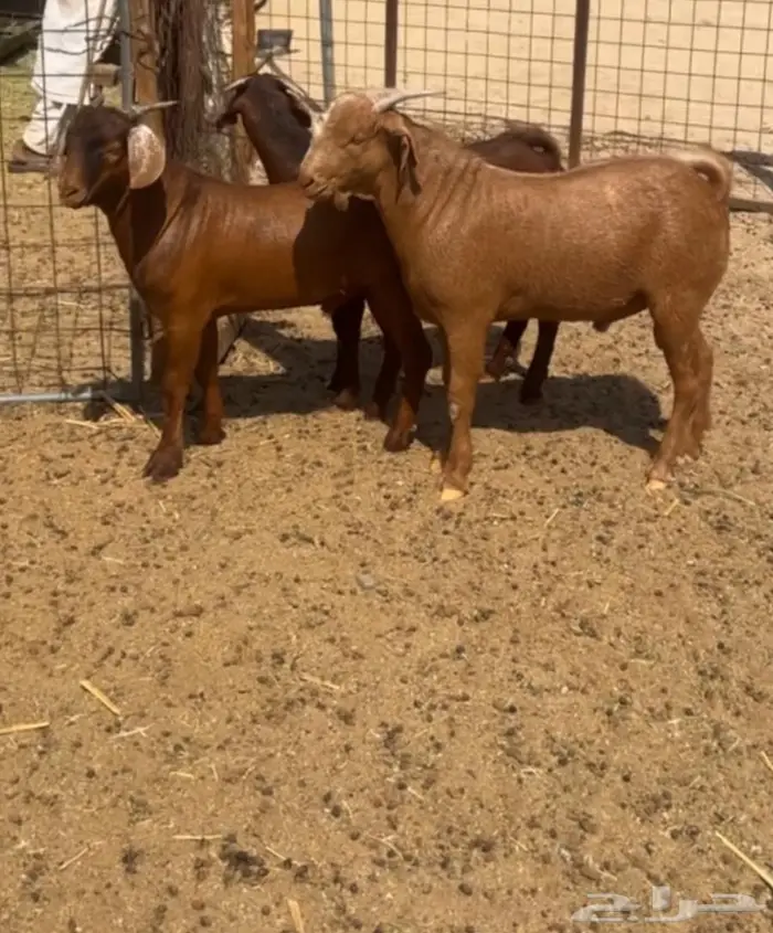 مشاريع فحول عيال كلهاري فواخر فرصه للقناي 2