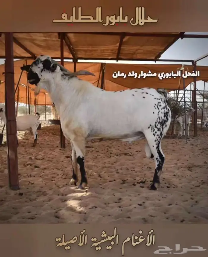 غنم بيشي أصايل صنف الصنف 1