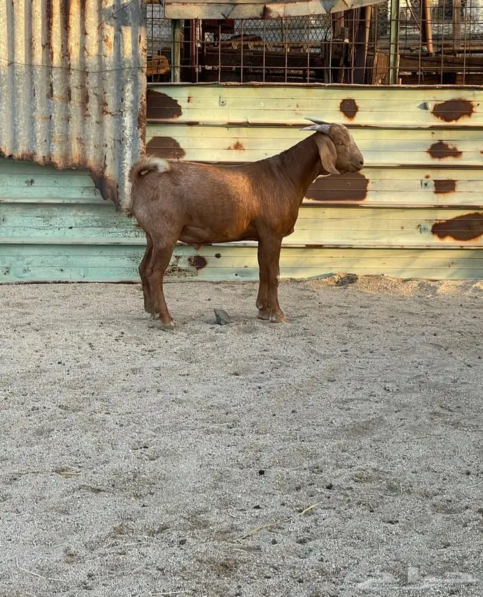 مشاريع فحول عيال كلهاري فواخر فرصه للقناي 7