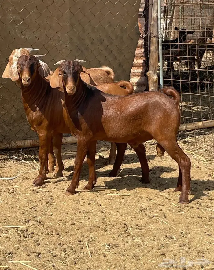 مشاريع فحول عيال كلهاري فواخر فرصه للقناي 5