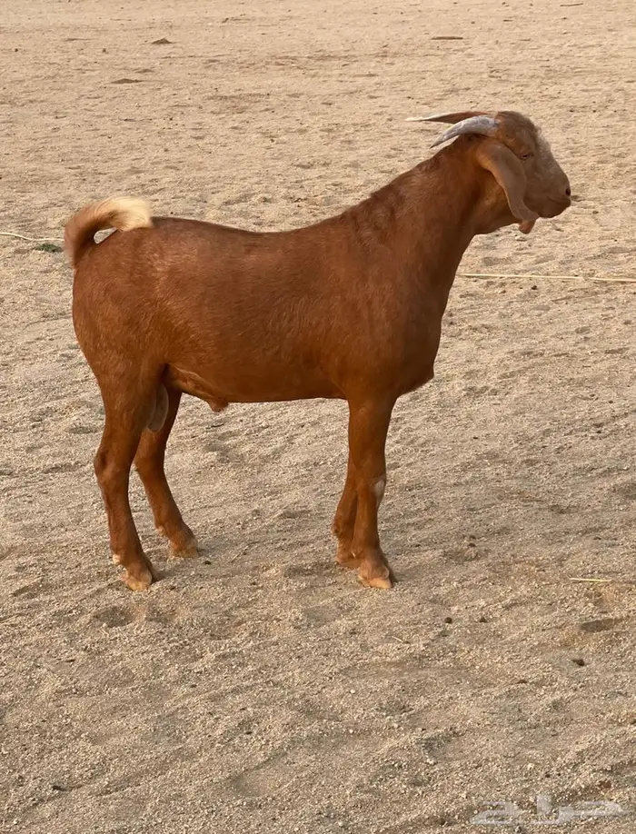 مشاريع فحول عيال كلهاري فواخر فرصه للقناي 6