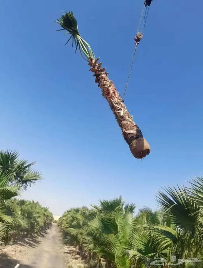 نخل واشنطونياء واشنطونيا 21