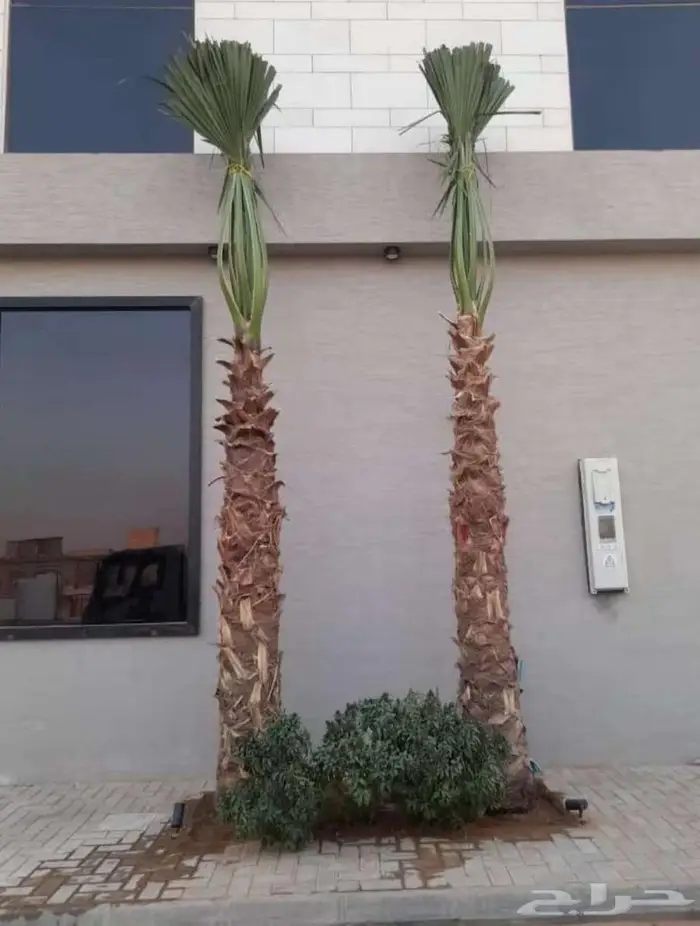 نخل واشنطونياء واشنطونيا 26