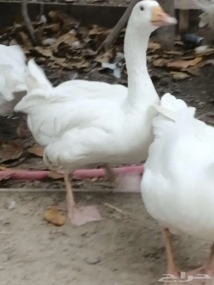 وز للبيع هجين مفتل سيباستبول 0