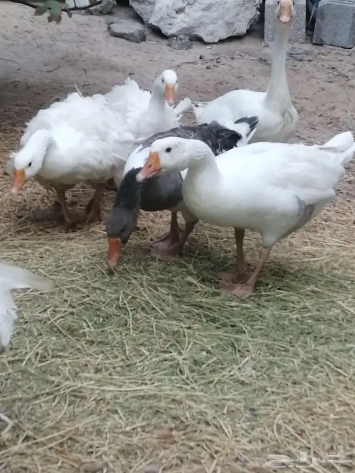 وز للبيع هجين مفتل سيباستبول 1