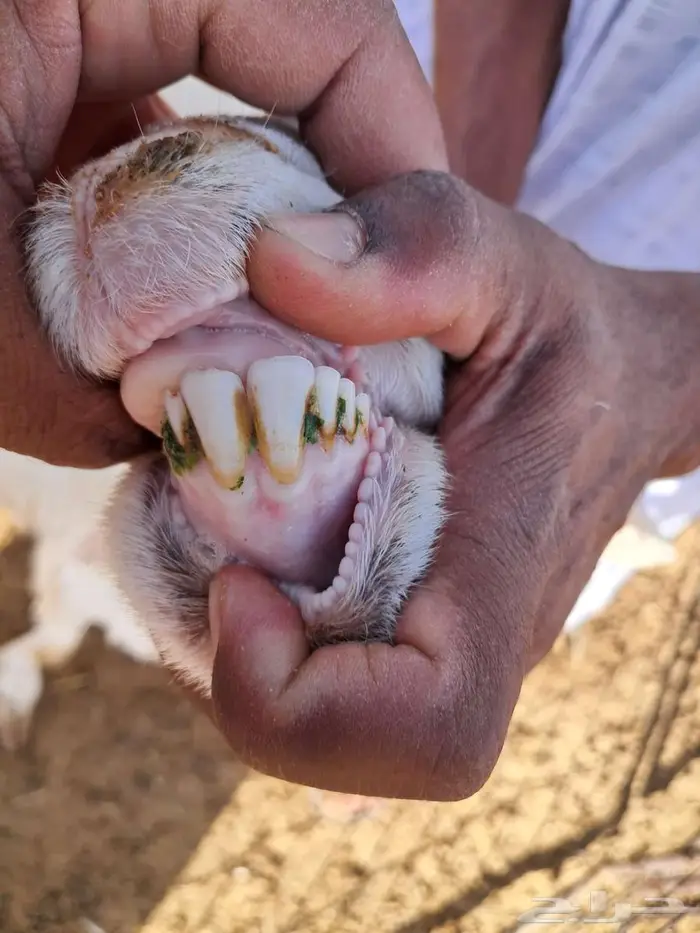 حريه مطفل ثنيه 1