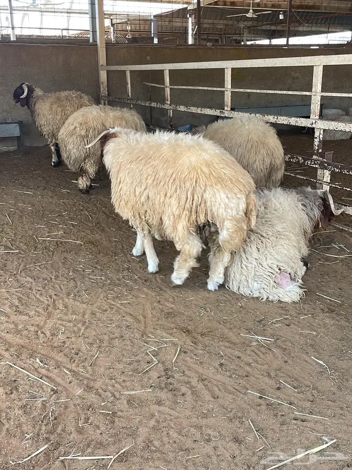 عرض على النعيمي بلدي1500ريال أوزان من 25-30 كيلو 0