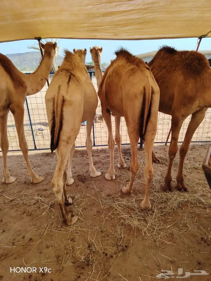 لتجار الجمله والملاحم قعدان وتيوس باسعار منافسه جدا 0