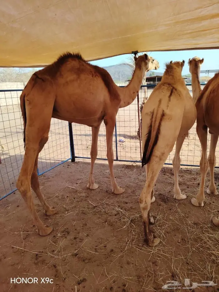 لتجار الجمله والملاحم قعدان وتيوس باسعار منافسه جدا 2