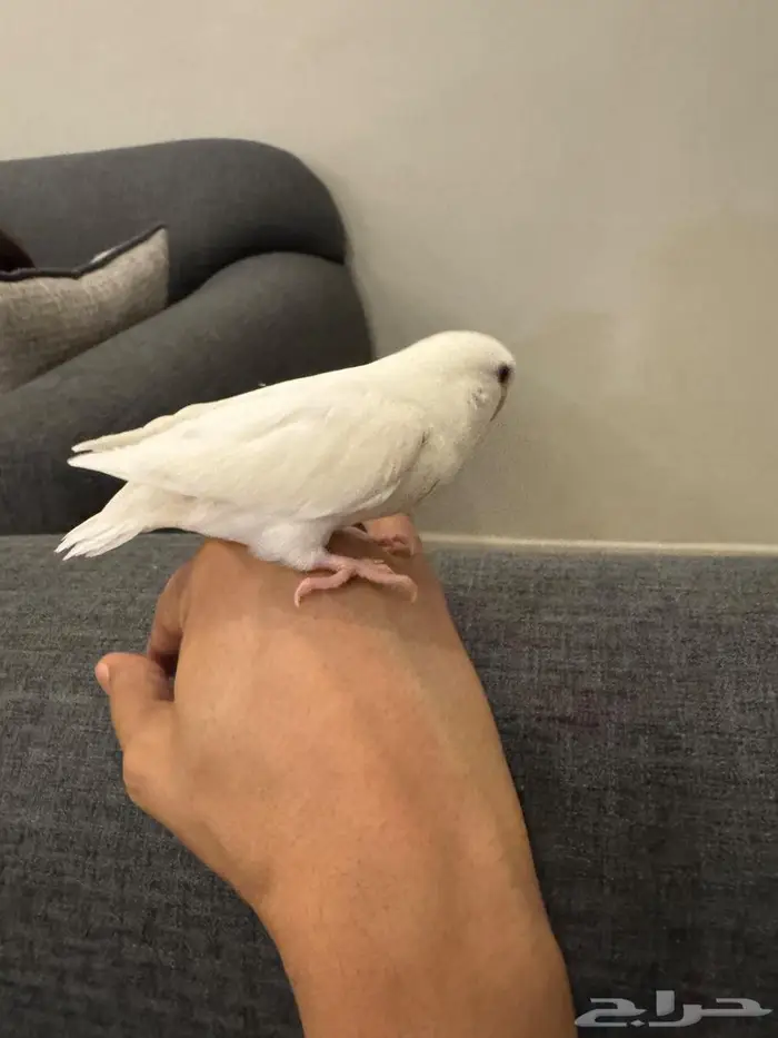 الهواه لغر واتميز فرخ لبينو حجم ماشاء الله سعر 200ريالا 4