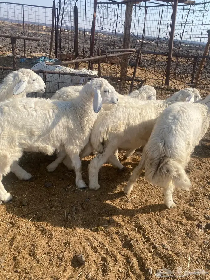ذبايح طليان نجد وحريات مع الذبح والتوصي 2