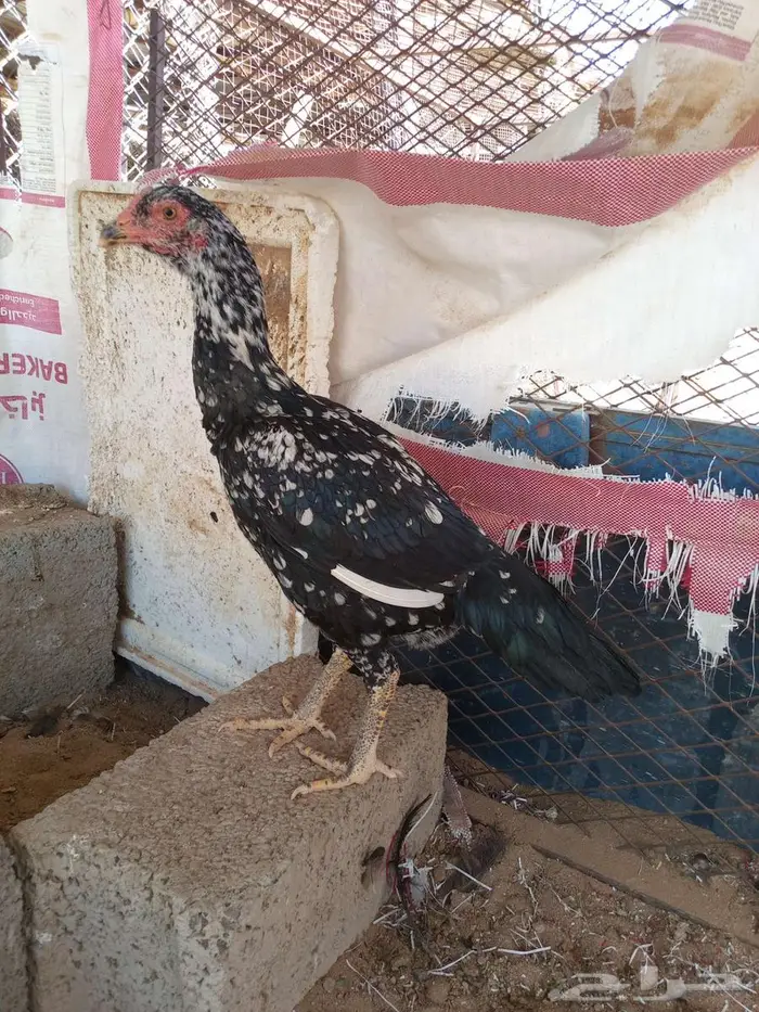 دجاج سندي غبشاني 1