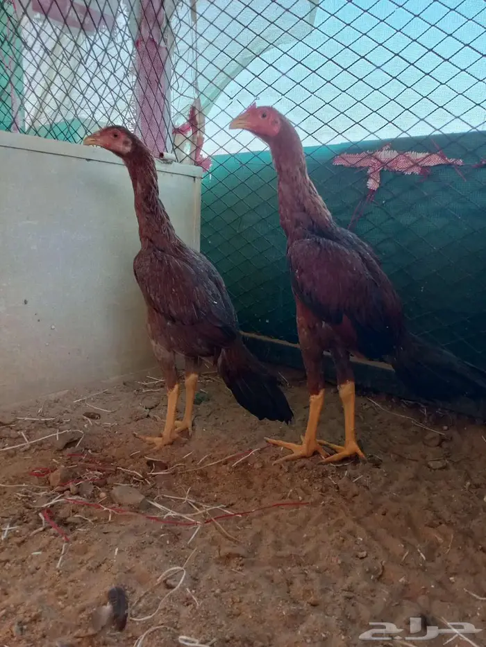 دجاج سندي غبشاني 5