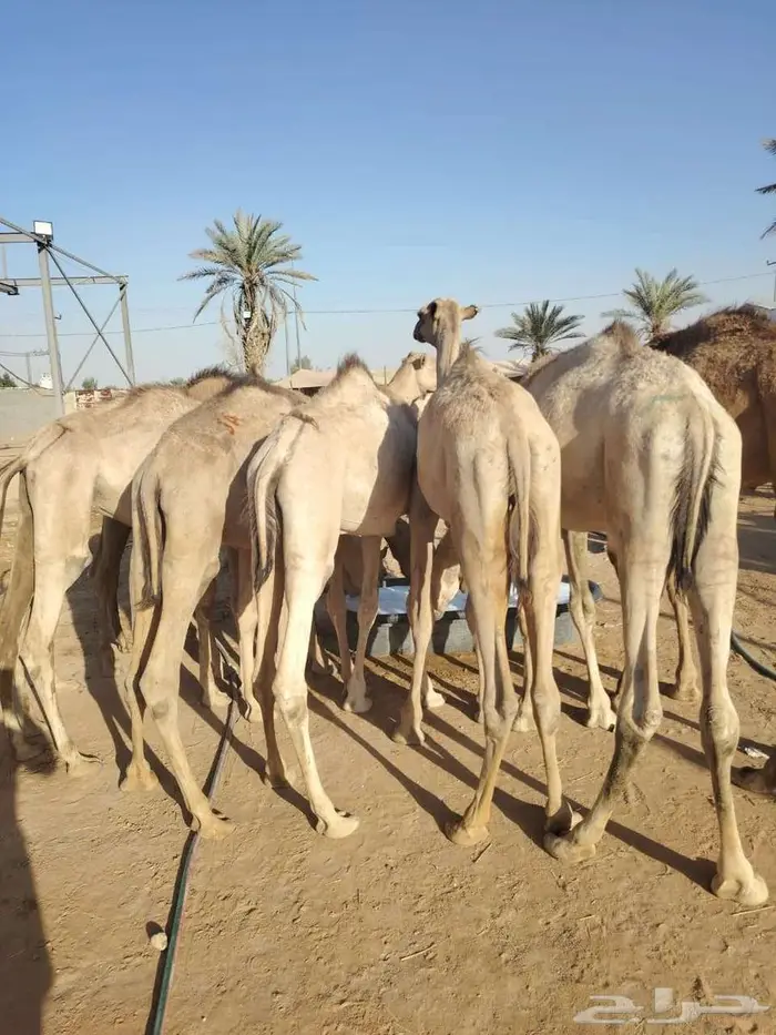 أسعار خاصه للتجار حشوان صوماليه علي الشرط 1