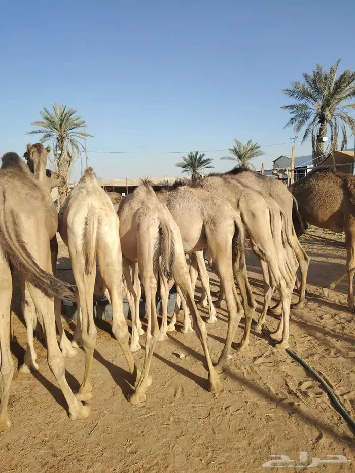 أسعار خاصه للتجار حشوان صوماليه علي الشرط 2