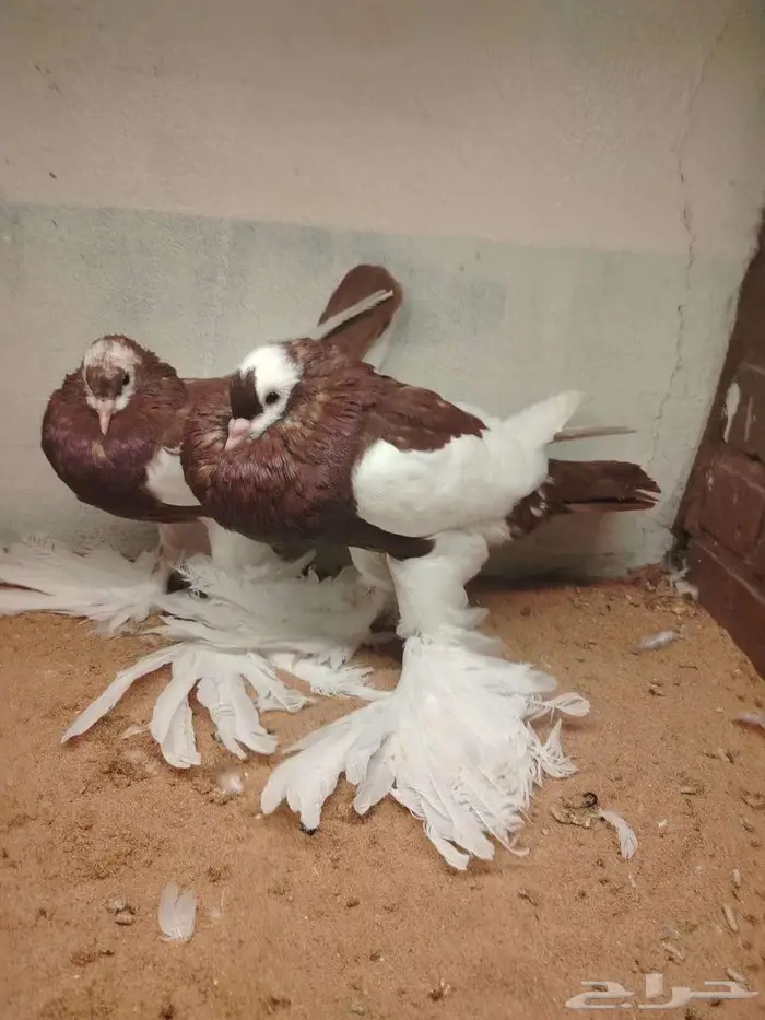 نفاخ مسوبع 0