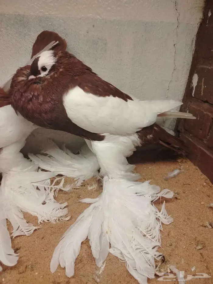 نفاخ مسوبع 1