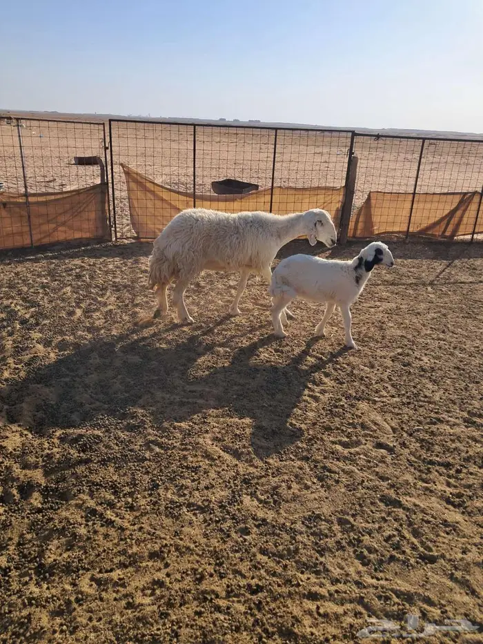 حريه مطفل معهاء رخل 0