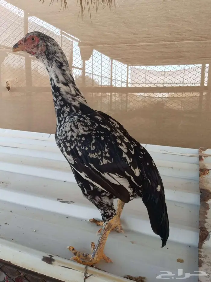 دجاج سندي غبشاني 2