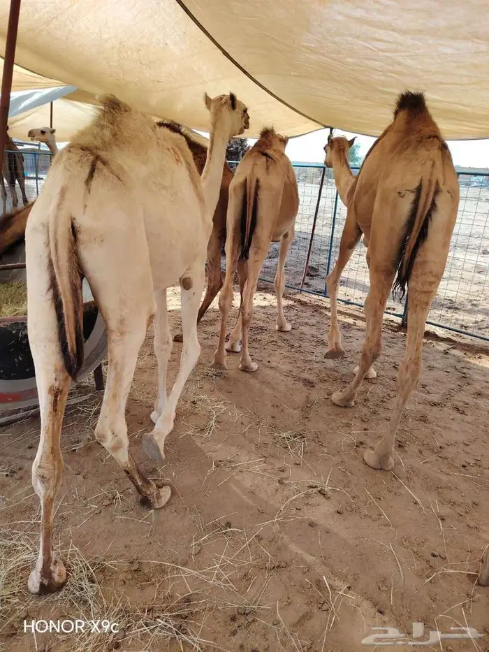 عرض خاص للتجار قعدان حشو مفاريد بأسعار طيبة والشوف خير برهان 0