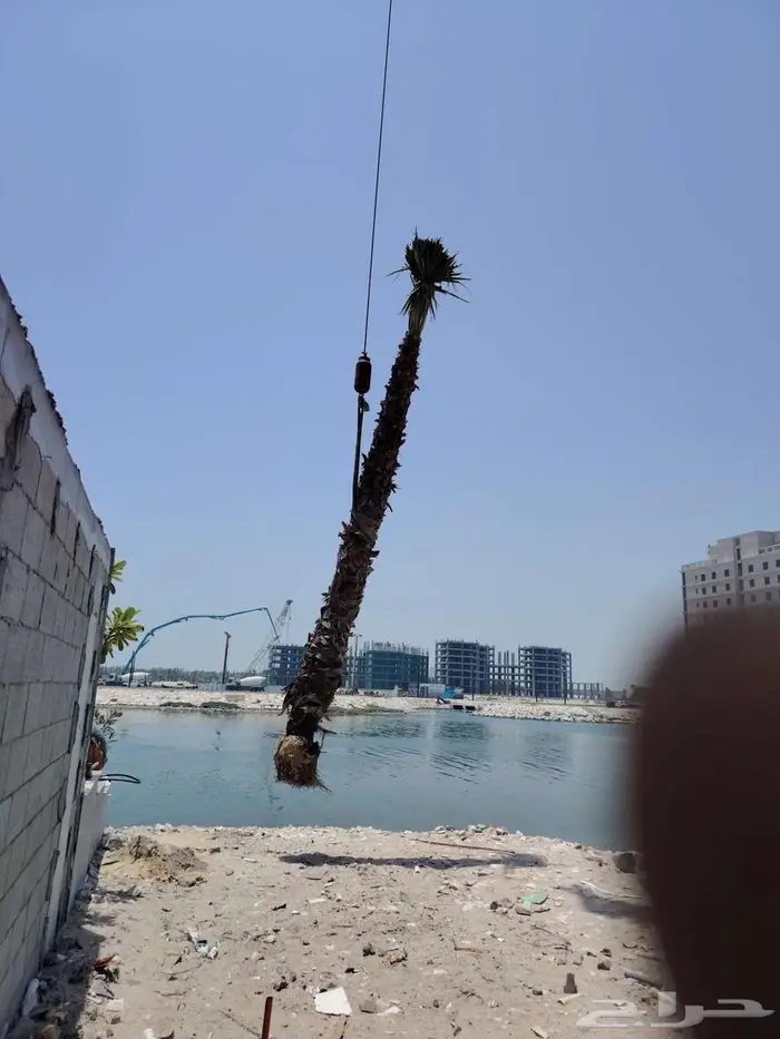 قص أشجار تكريب نخيل 5