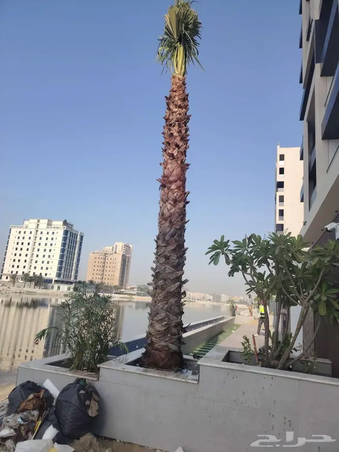 قص أشجار تكريب نخيل 8